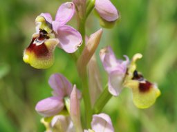 Ophrys_tenthredinifera_San_Nicandro